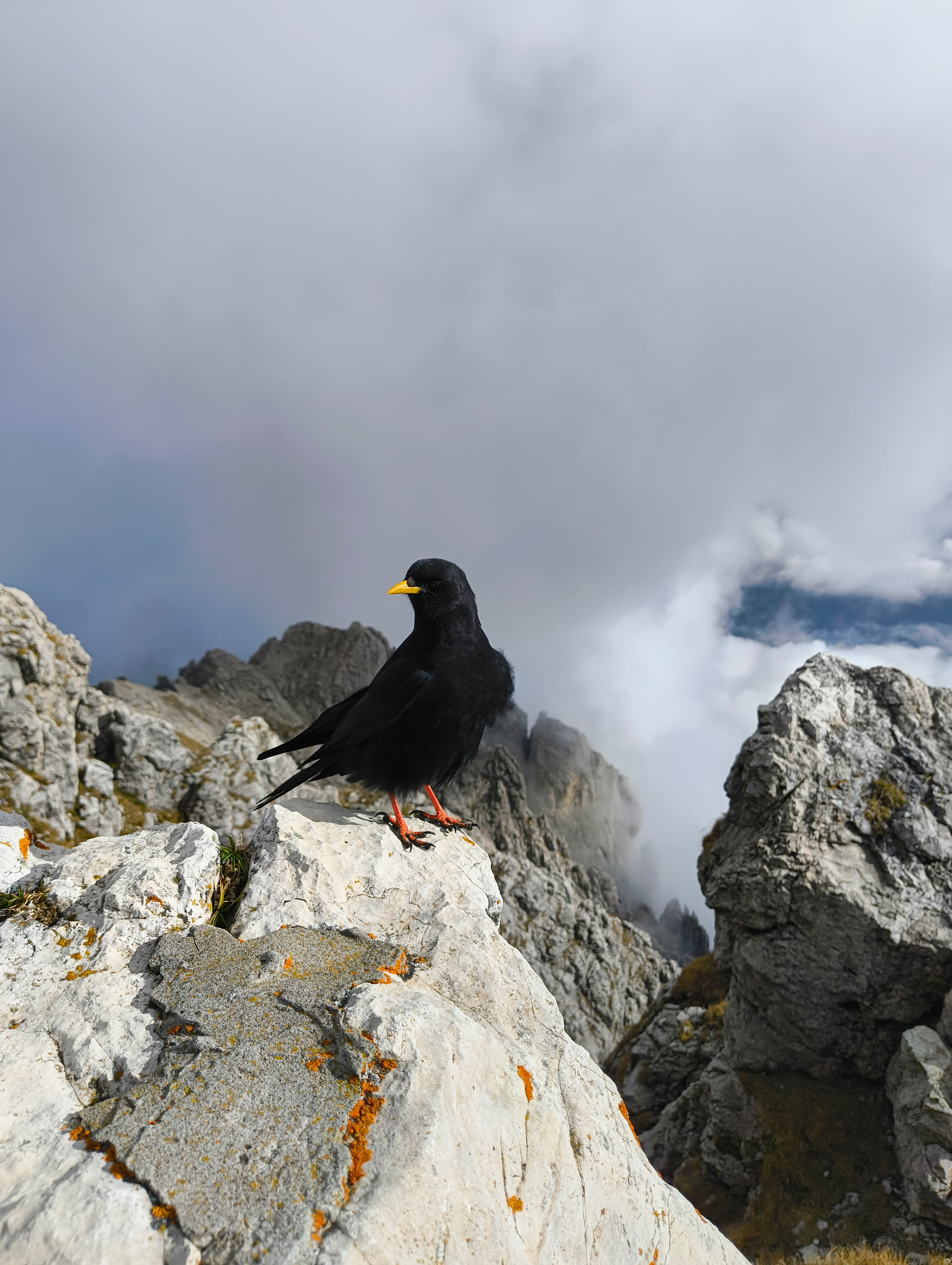 Foto n° 13 del trekking Grignetta │ Direttissima